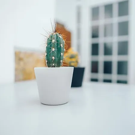 Sinta O Coracao Lisboeta